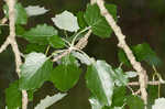 White poplar